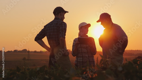 A group of farmers are discussing in the field, using a tablet. Two men and one woman. Team work in agribusiness