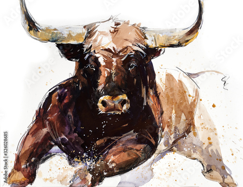 Bull. animal illustration. Watercolor hand drawn series of cattle. Toro Bravo breeds.