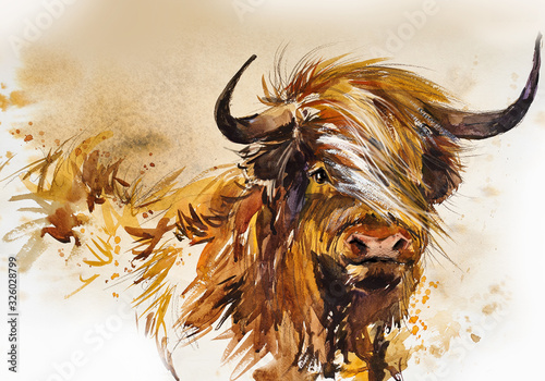 Bull. animal illustration. Watercolor hand drawn series of cattle. Scotish Highland breeds.