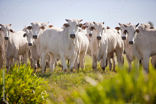 gado nelore no pasto olhando para câmera, novilhos perfeitos, plantel bovino premium