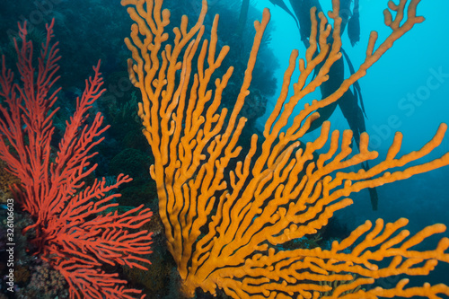 Close up of a Sinuous sea fan (Eunicella tricoronata), large orange sea fan filling the frame with smaller Palmate sea fan next to it. 