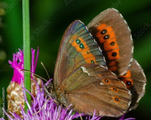 butterfly Erebia medusa (Denis & Schiffermuller, 1775)