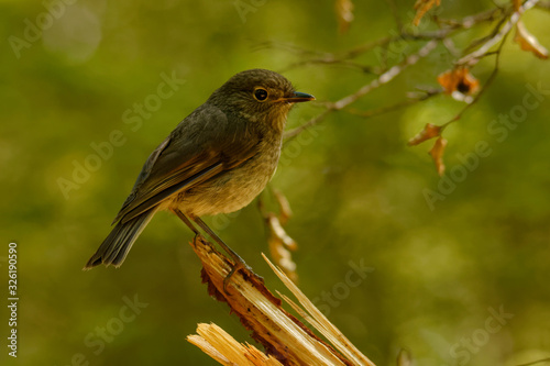 Petroica australis - South Island Robin - toutouwai - endemic New Zealand forest bird sitting on the branch in the forest