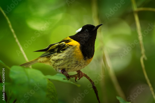 Stitchbird - Notiomystis cincta - Hihi in Maori language, endemic bird sitting on the branch in the New Zealand forest