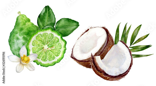 Bergamot with leaves coconut watercolor isolated on white background