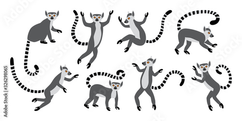 Cute funny ring-tailed lemurs. Exotic Lemur catta. Set of vector illustrations in cartoon and flat style isolated on white background