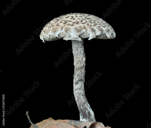 Edible mushroom (Strobilomyces strobillaceus) 8