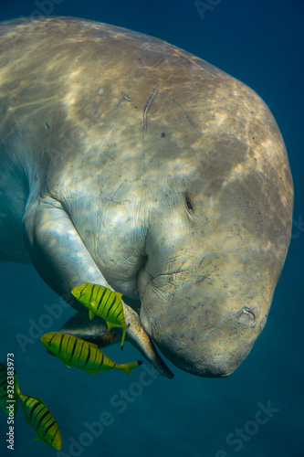 Dugong swiming in sea.