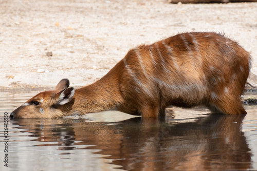 Sitatunga female drinking water in a pond