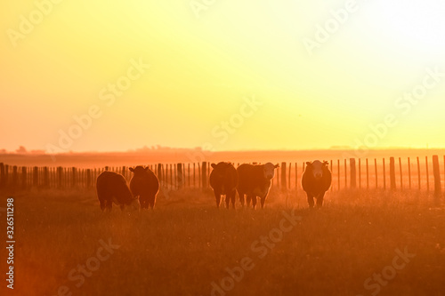 Cattle in Pampas landscape at dusk, Patagonia, Argentina