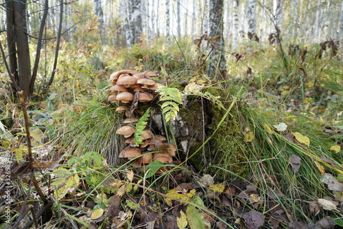 Group of mushrooms Northern honey agaric (Armillaria borealis) grows on a stump against the backdrop of an autumn forest