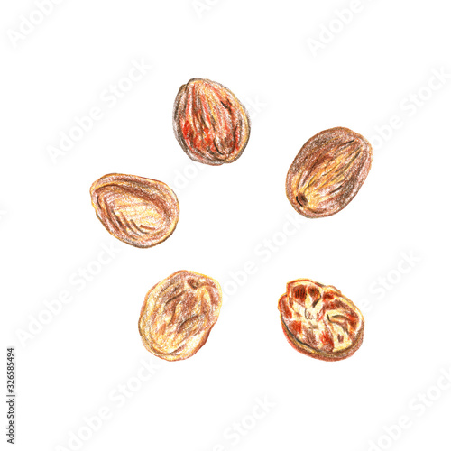 Set of nutmeg on a white background. Drawing with colored pencils.