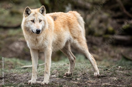 Timberwolf in the forest