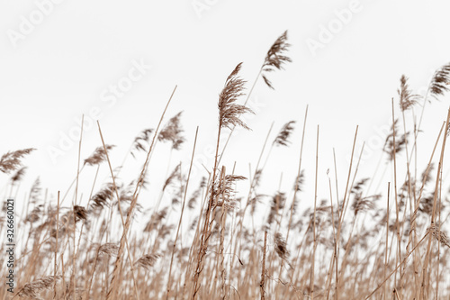 Dry coastal reed in winter under overcast gray sky