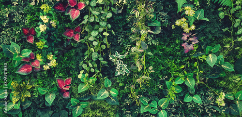 Green creeper, vine or ivy and red leaves wall for background in blue vintage filter tone. Natural wallpaper or Nature pattern. Freshness season