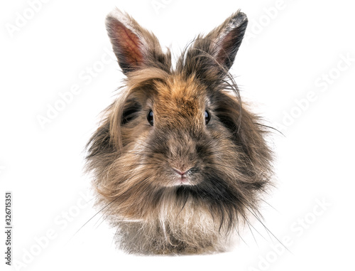 portrait of cute little rabbit on white