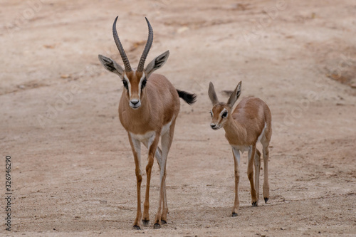 Adult and young breeding of dorcas gazelle