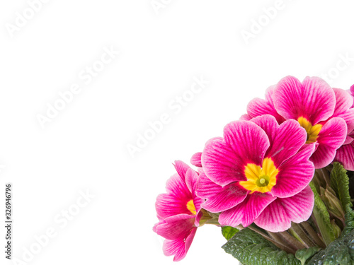 Purple primrose flowers isolated on white background with copy space