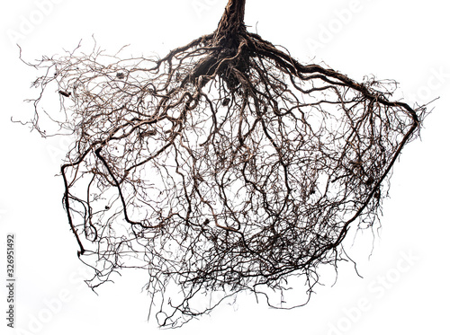 tree roots isolated on white background