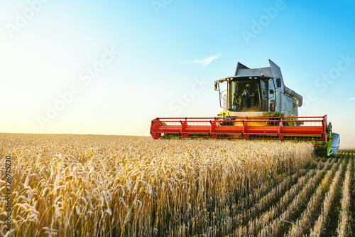 Combine harvester harvests ripe wheat. Ripe ears of gold field on the sunset cloudy orange sky background. . Concept of a rich harvest. Agriculture image