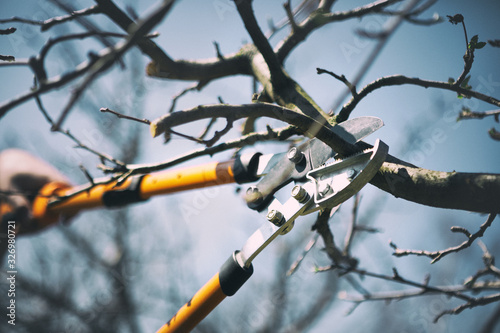 Seasonal pruning trees with pruning shears.