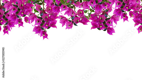 Seamless floral frame, mockup. Beautiful flowering bougainvillia tree twigs with bright pink flowers isolated on white background.