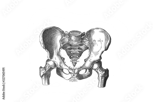 Male pelvis on top in the old book the Anatomie of a Human, by M.P. Vishnevskiy, 1890, Moscowv