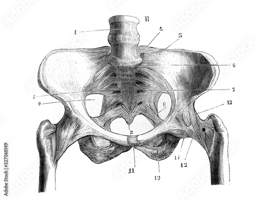 Iliac fossa skeleton in the old book D'Anatomie Chirurgicale, by B. Anger, 1869, Paris