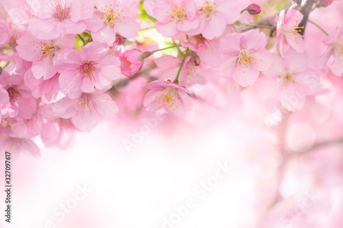 河津桜 満開