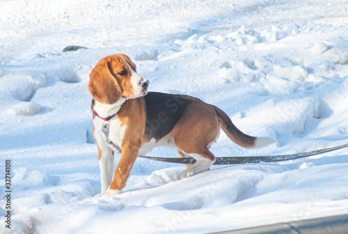 Dog harrier in winter on a leash during a walk.