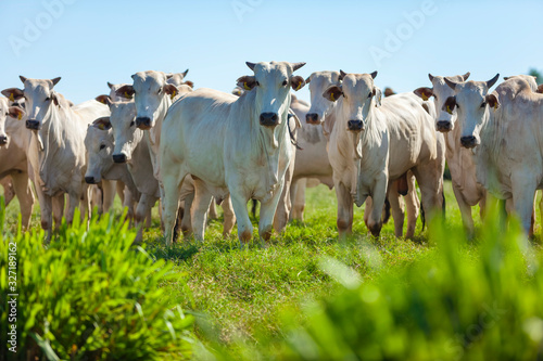 Rebanho de gado Nelore no pasto, raça Nelore, animais olhando para camera, Mato Grosso do Sul, Brasil, pecuária brasileira, agronegócio