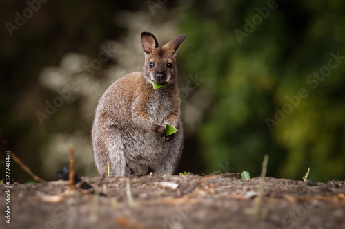 Bennett's wallaby - Macropus rufogriseus, also red-necked wallaby, medium-sized macropod marsupial, common in eastern Australia, Tasmania, introduced to New Zealand, England