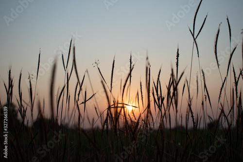 Sunset on grass flowers.A wonderful sunset landscape on a meadow.