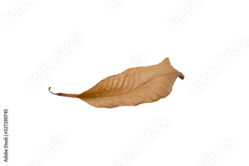 Dry leaves on a white background clipping path