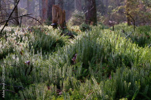 Wolf's-foot clubmoss (Lycopodium Clavatum) close up