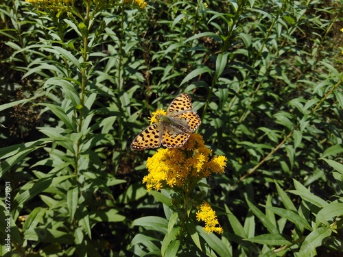 motyl dostojka latonia