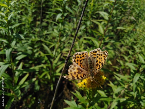 motyl dostojka latonia