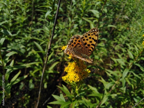 motyl dostojka latonia