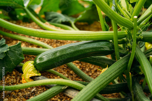 Close up of zucchini fruit, plants and flower grown in an ecological greenhouse.