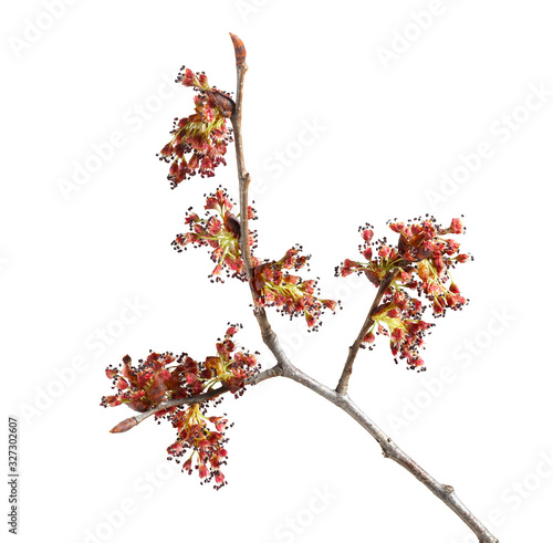 Macro of elm flowers