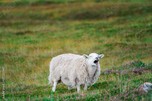 Sheep braying on a grassy slope in Scotland