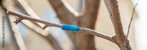 grafting trees in spring. Gardening and vegetable garden. Selective focus.