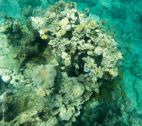 View of beautiful coral reef