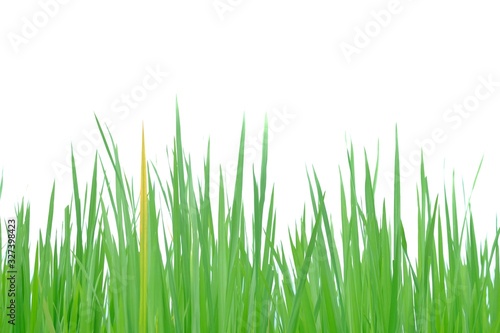 Wild grass plant leaves on white isolated background for green foliage backdrop 
