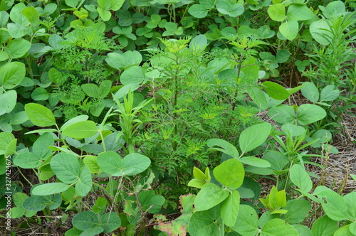 Lavoura de soja altamente infestada com plantas daninhas