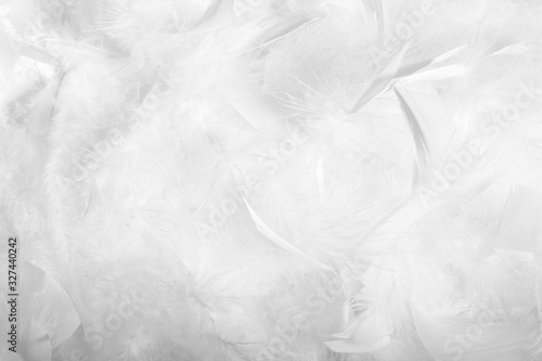texture of feathers and down.white background