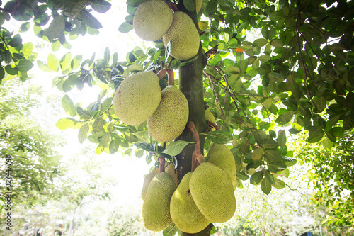 Jackfruit tree background. Fruit garden in Vietnam. Raw Asian fruit growing on a tree.