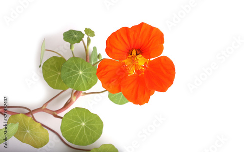 Growing nasturtium isolated on white