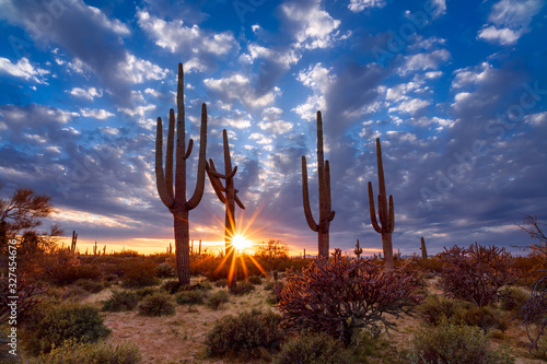 Saguaro cactus and Arizona desert landscape at sunset