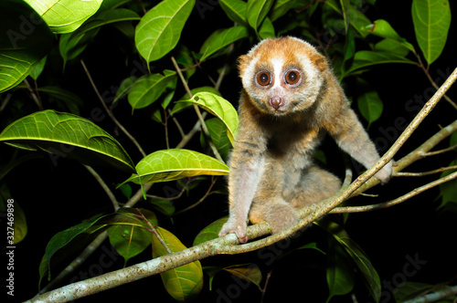 Sunda loris (nycticebus coucang)